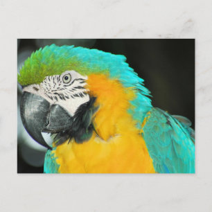 Macaw Postcard