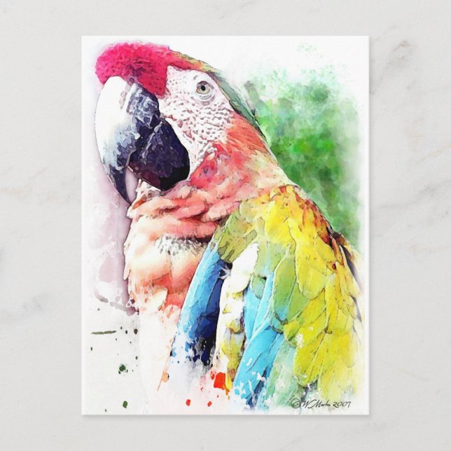 Macaw Postcard (Front)