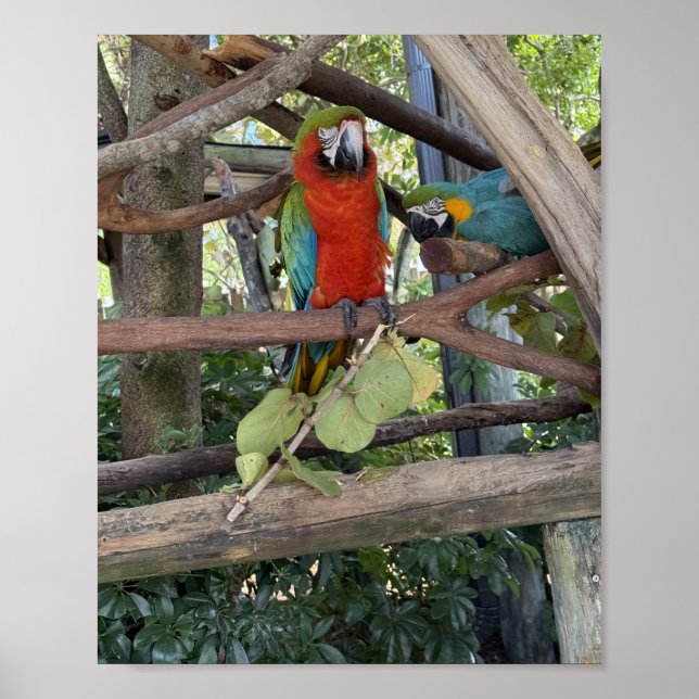 Macaw Poster (Front)