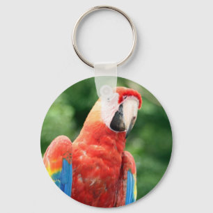 macaw scarlet face keychain
