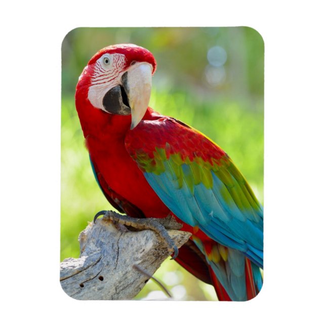 Macaw sitting on branch magnet (Vertical)