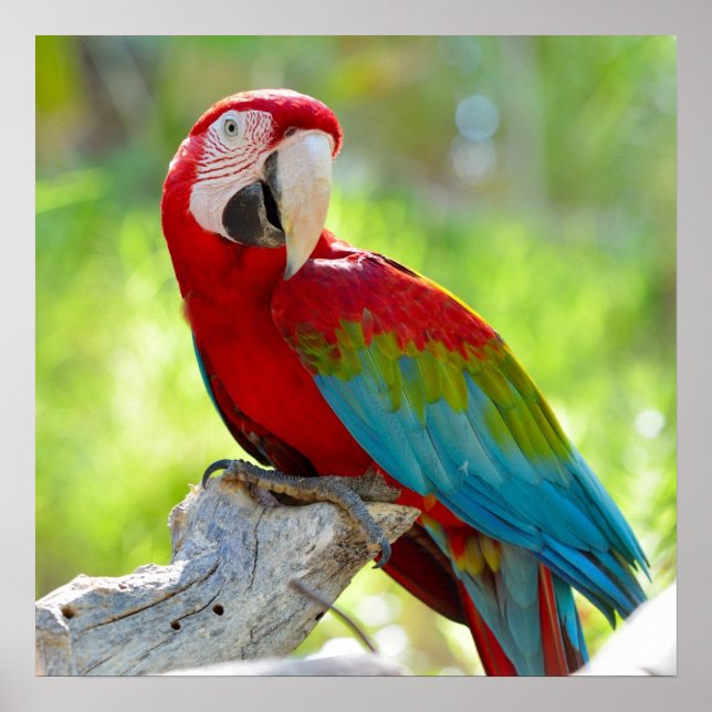 Macaw sitting on branch poster (Front)