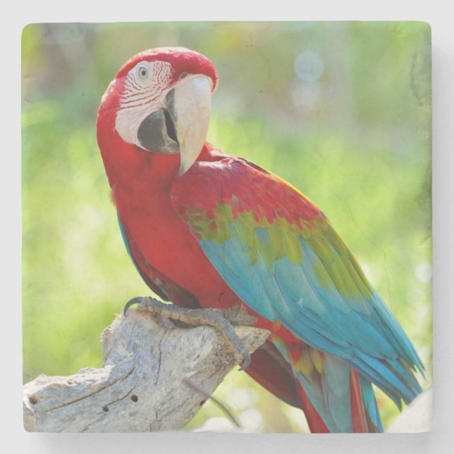 Macaw sitting on branch stone coaster (Front)