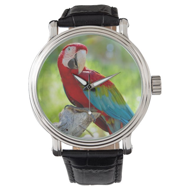 Macaw sitting on branch watch (Front)