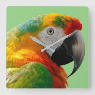 Macaw Square Wall Clock