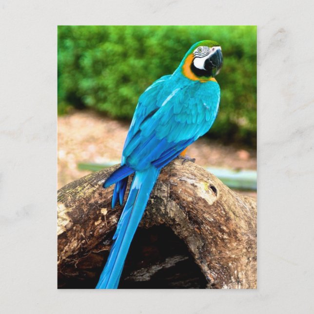 Macaw verte et jaune, Carte postale Trinidad (Devant)