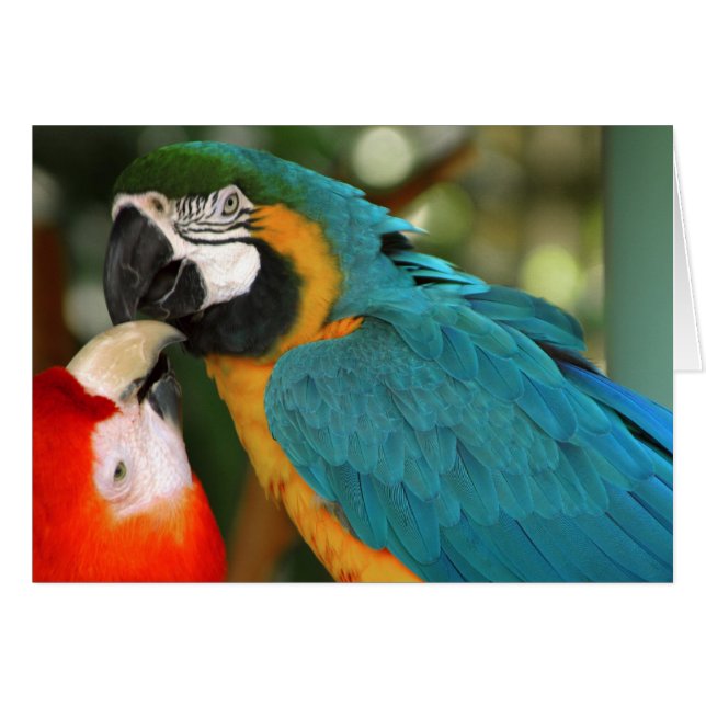 Macaws (Front Horizontal)