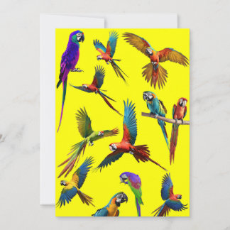 Macaws and more macaws holiday card