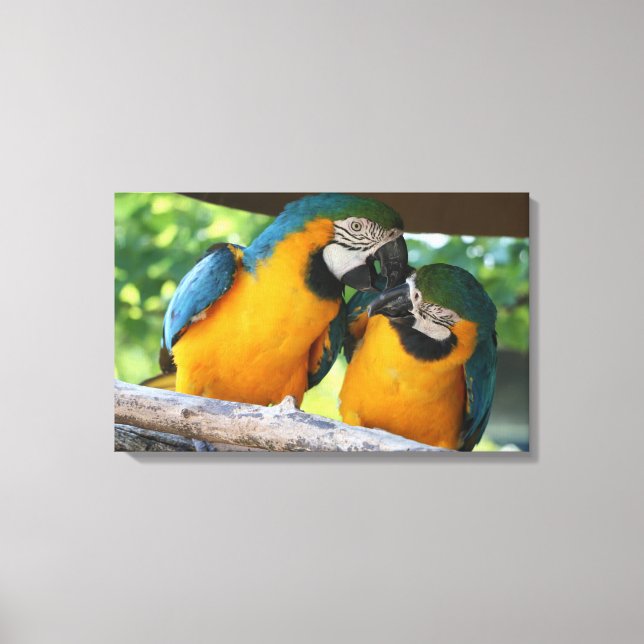 Macaws Canvas Print (Front)