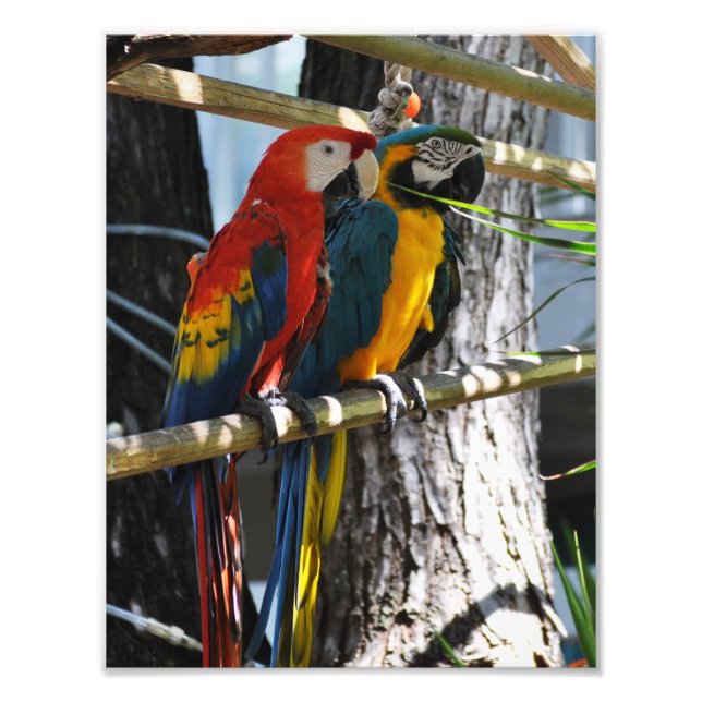 Macaws in Key West Photo Print (Front)