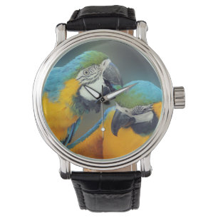 Macaws in love watch