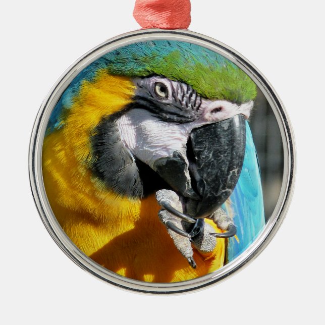 MACAWS METAL ORNAMENT (Front)