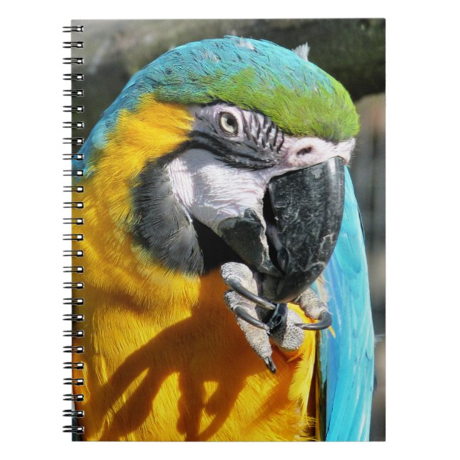 MACAWS NOTEBOOK (Front)