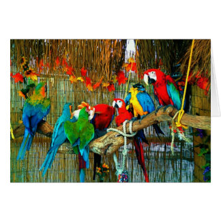 Macaws on Parade