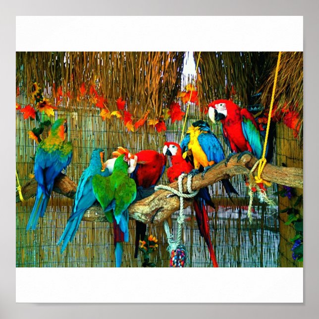 Macaws on Parade Poster (Front)