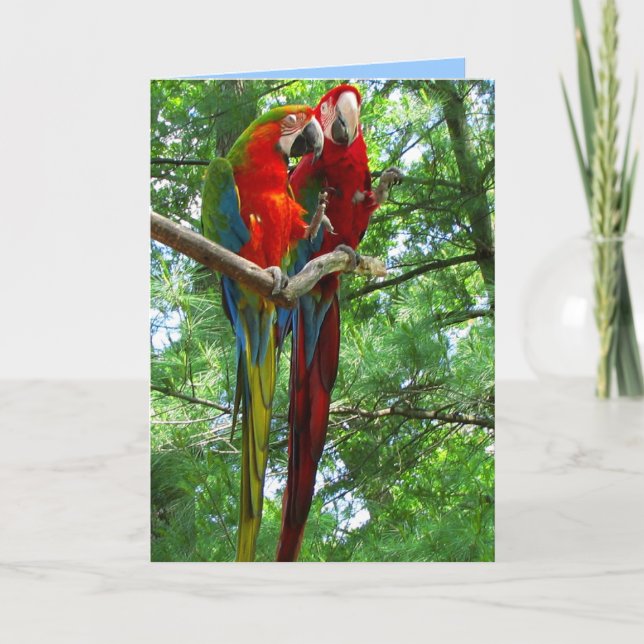 Macaws Pair Birthday Greeting Card (Front)