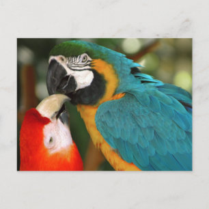 Macaws Postcard