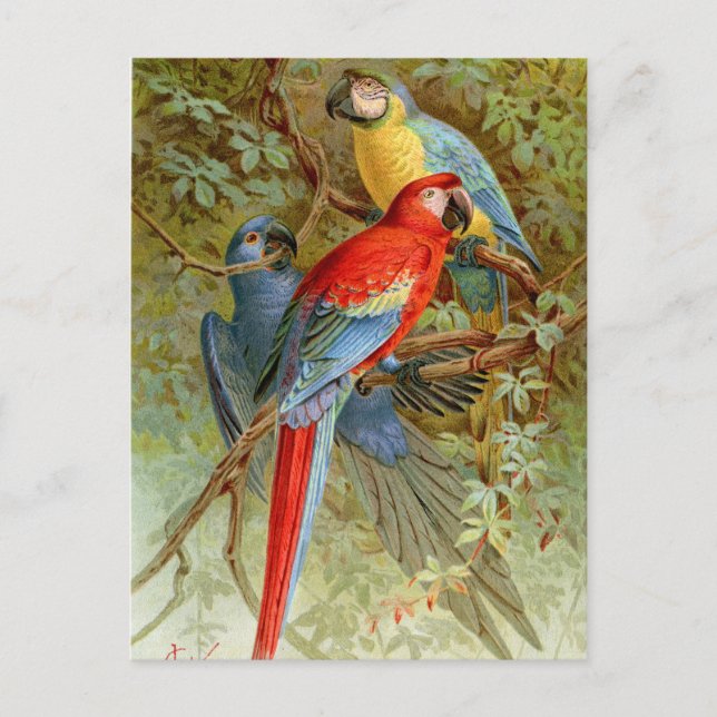 Macaws Postcard (Front)