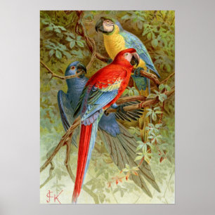 Macaws Poster