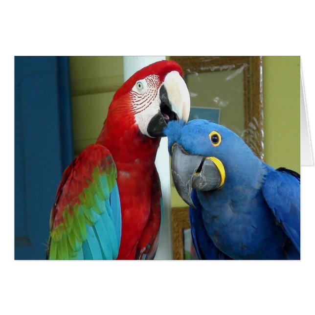 Macaws rouges et bleus colorés (Devant horizontal)