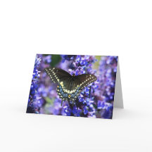 Machaon noir 7 x carte de voeux 5 - blanc