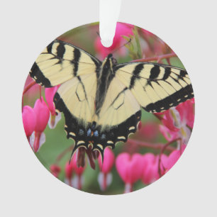 Machaon oriental