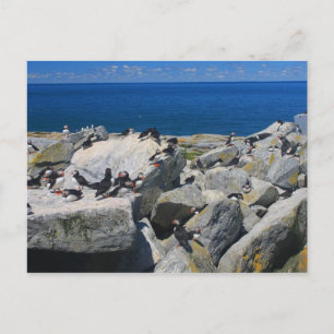 Machias Seal Island Atlantic Puffins Razorbills Postcard