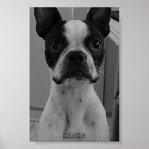 Macho the Boston Terrier Poster