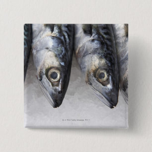Mackerel fish, fresh catch of the day 2 inch square button