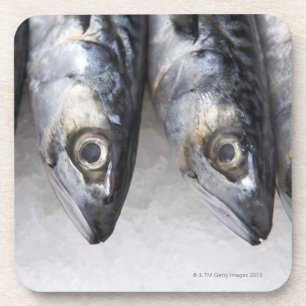 Mackerel fish, fresh catch of the day coaster