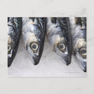 Mackerel fish, fresh catch of the day postcard
