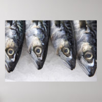 Mackerel fish, fresh catch of the day