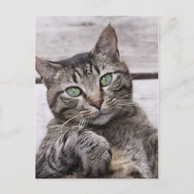 Mackerel Tabby Cat Postcard (Front)
