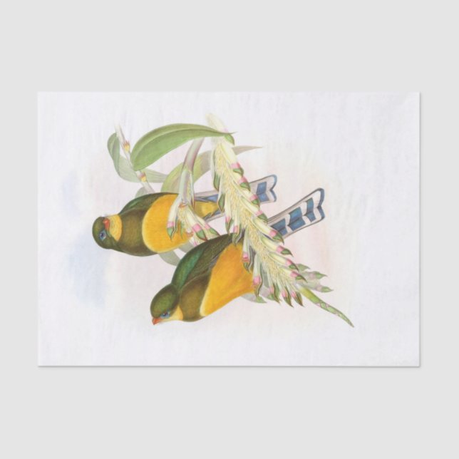 Macklot’s Trogon, Decoupage Tissue Paper (Front)