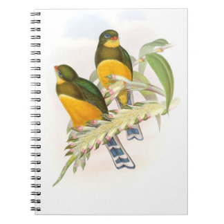 Macklot’s Trogon,  Notebook