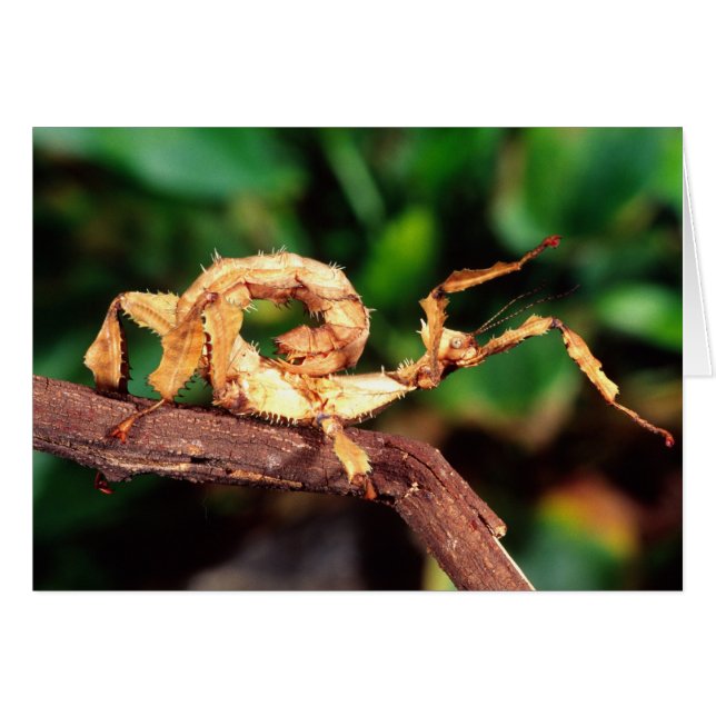 Macleay's Spectre (Spiney Stick Insect), (Front Horizontal)