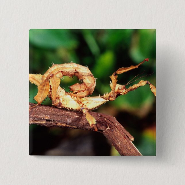 Macleay's Spectre (Spiney Stick Insect), 2 Inch Square Button (Front)
