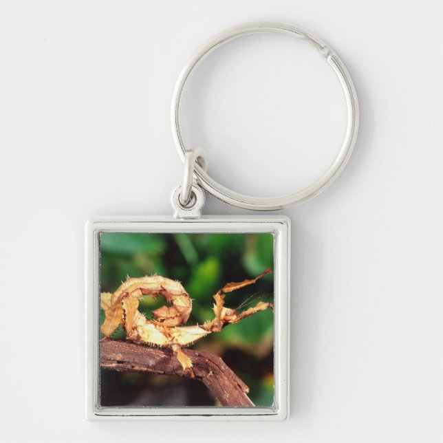 Macleay's Spectre (Spiney Stick Insect), Keychain (Front)