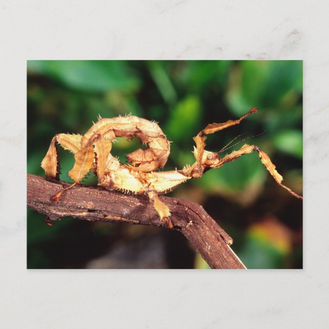 Macleay's Spectre (Spiney Stick Insect), Postcard (Front)