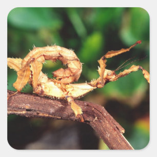 Macleay's Spectre (Spiney Stick Insect), Square Sticker
