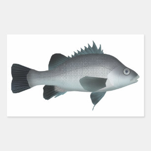 Macquarie Perch  Sticker