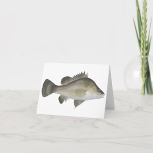 Macqurie Perch  Note Card