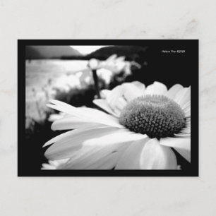 Macro B&W Flower By River Postcard