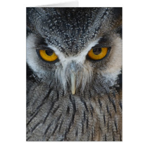 Macro Black and White Owl