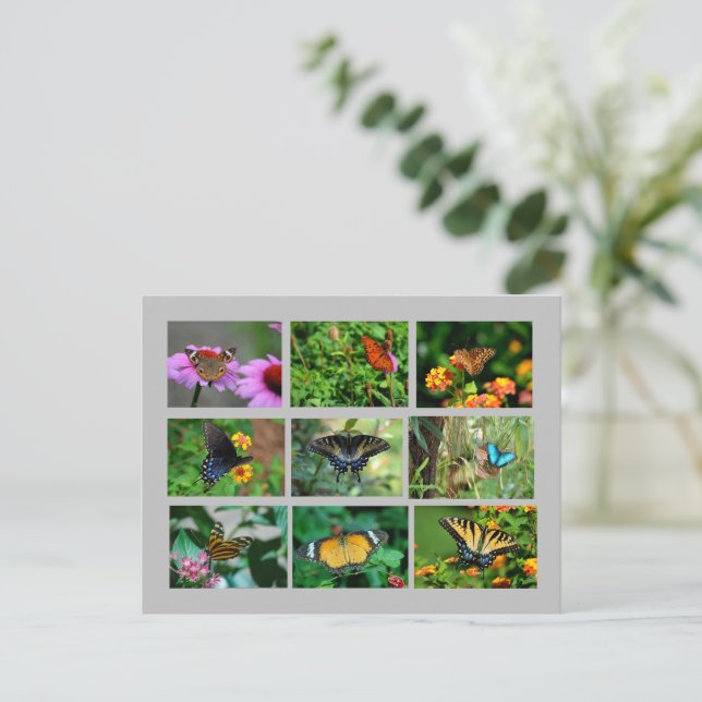 Macro Butterflies postcard (Standing Front)