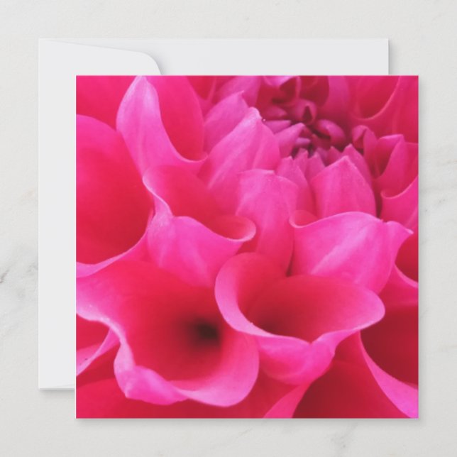 Macro Close-up  Delilah Flower  Card (Front)