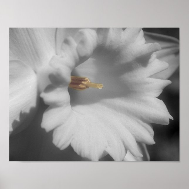Macro Daffodil Partial Colour Flower Poster (Front)