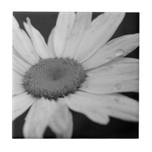 Macro Daisy Black And White Flower Tile