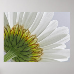 Macro Daisy Photo Poster