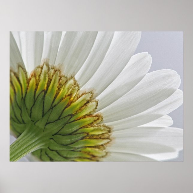Macro Daisy Photo Poster (Front)
